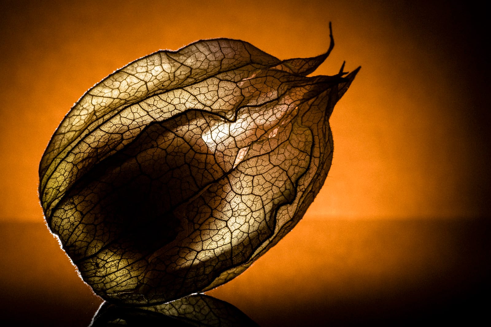Physalis durchleuchtet